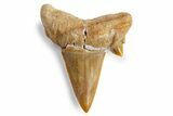 3/4 to 1" Fossil Otodus Shark Teeth - Khouribga, Morocco - Photo 3